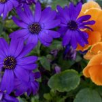 flowers from Muckross house gardens in Ireland