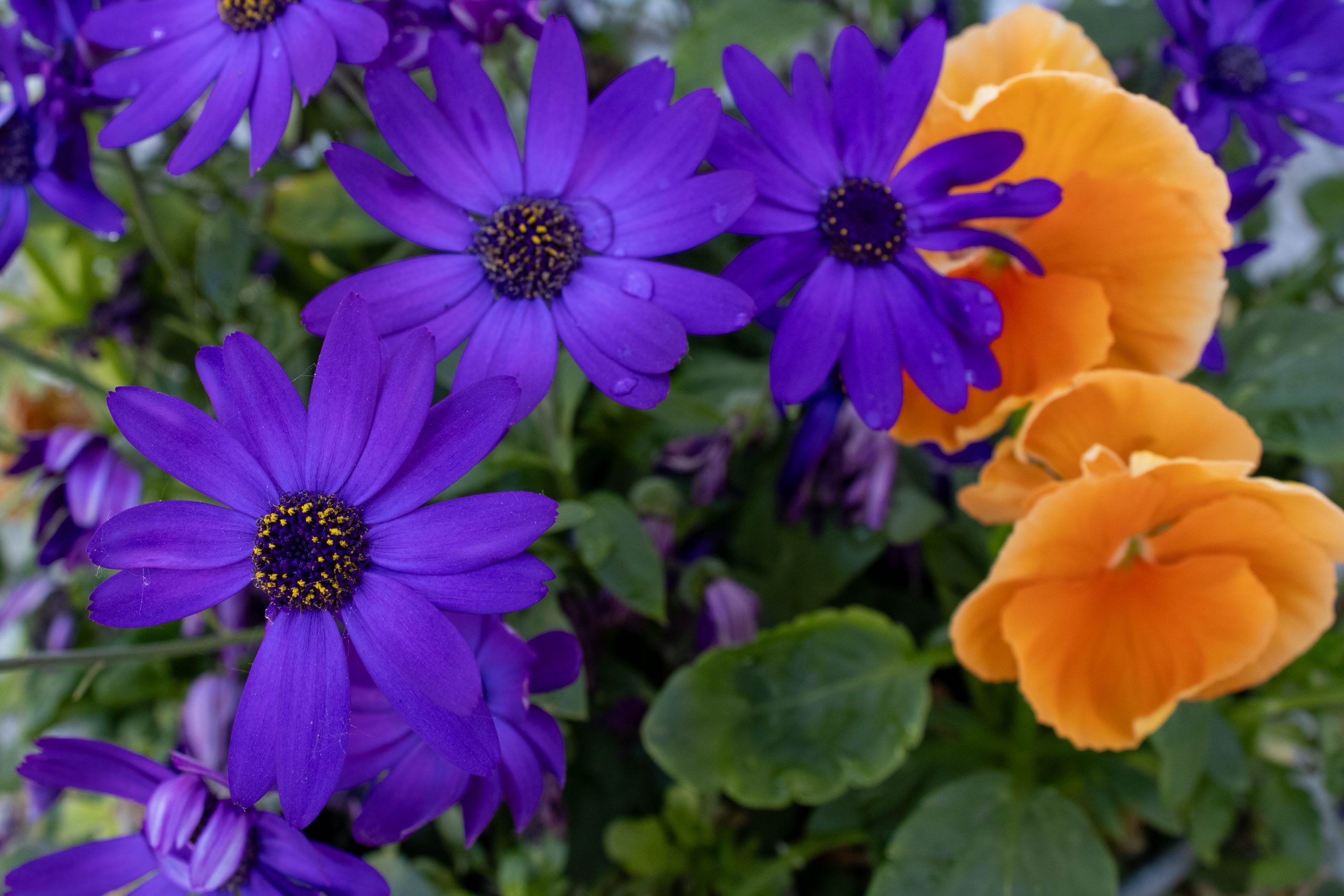 flowers from Muckross house gardens in Ireland