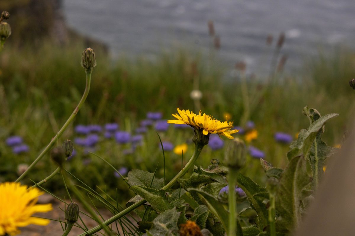 Daisy sitting on the coast of Ireland