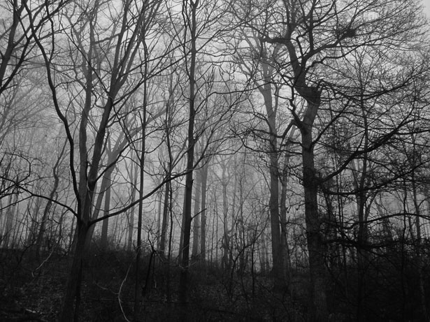 Trees