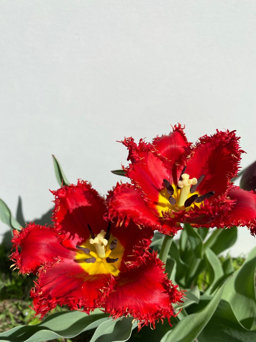 Red-fringed tulips in full bloom