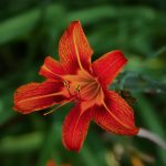 Orange Daylily