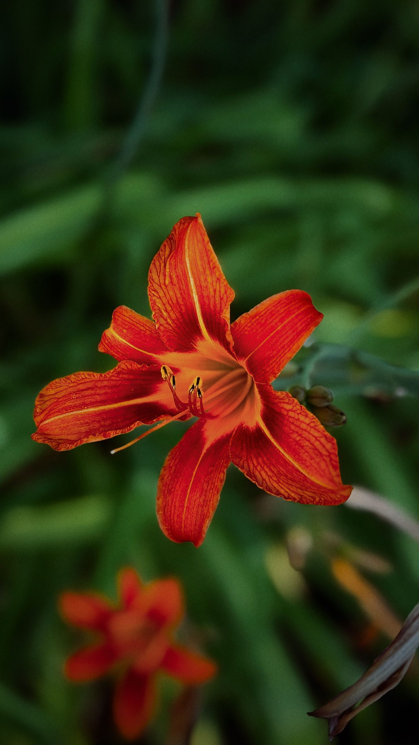 Orange Daylily
