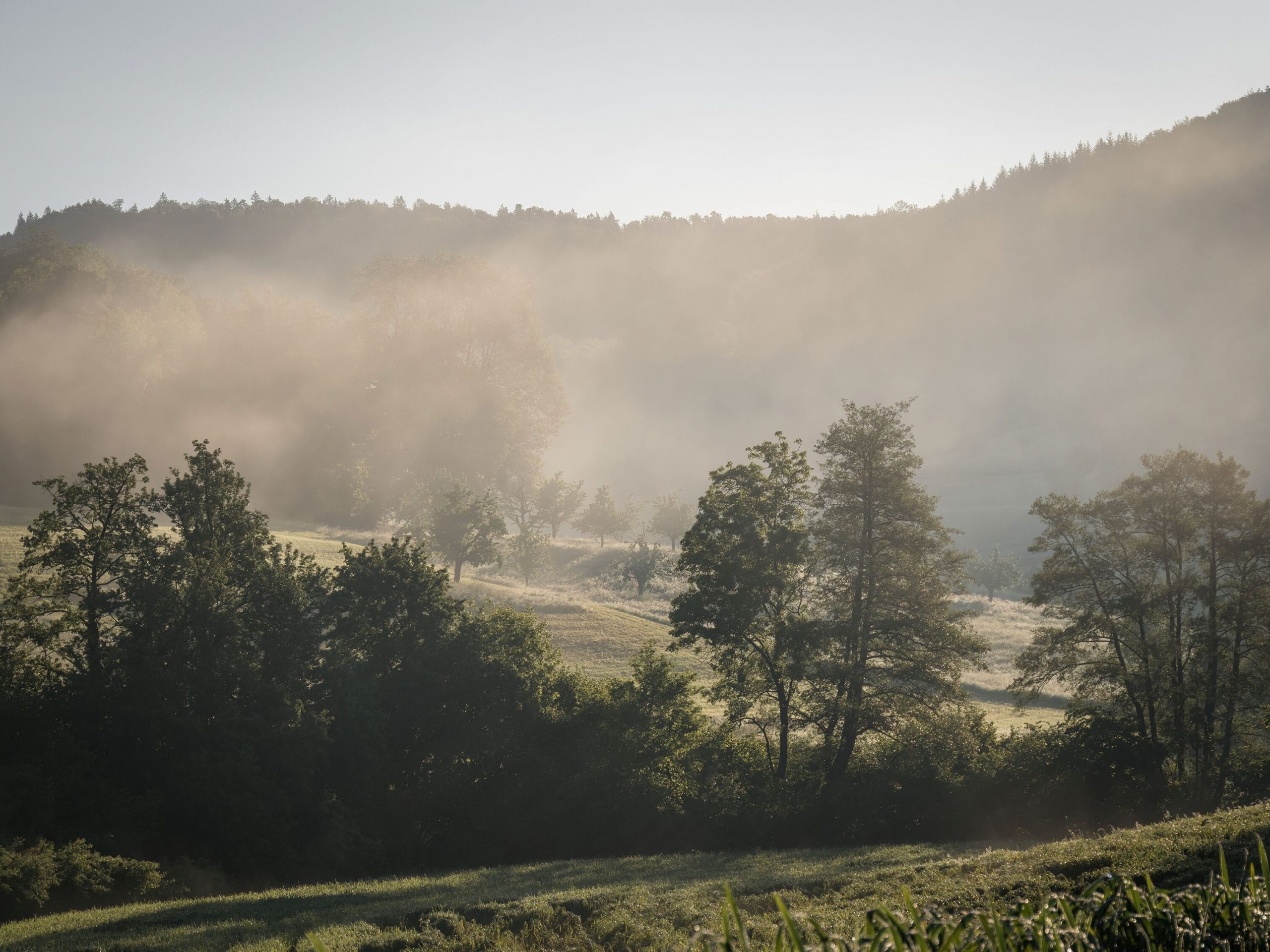 Misty Mornings